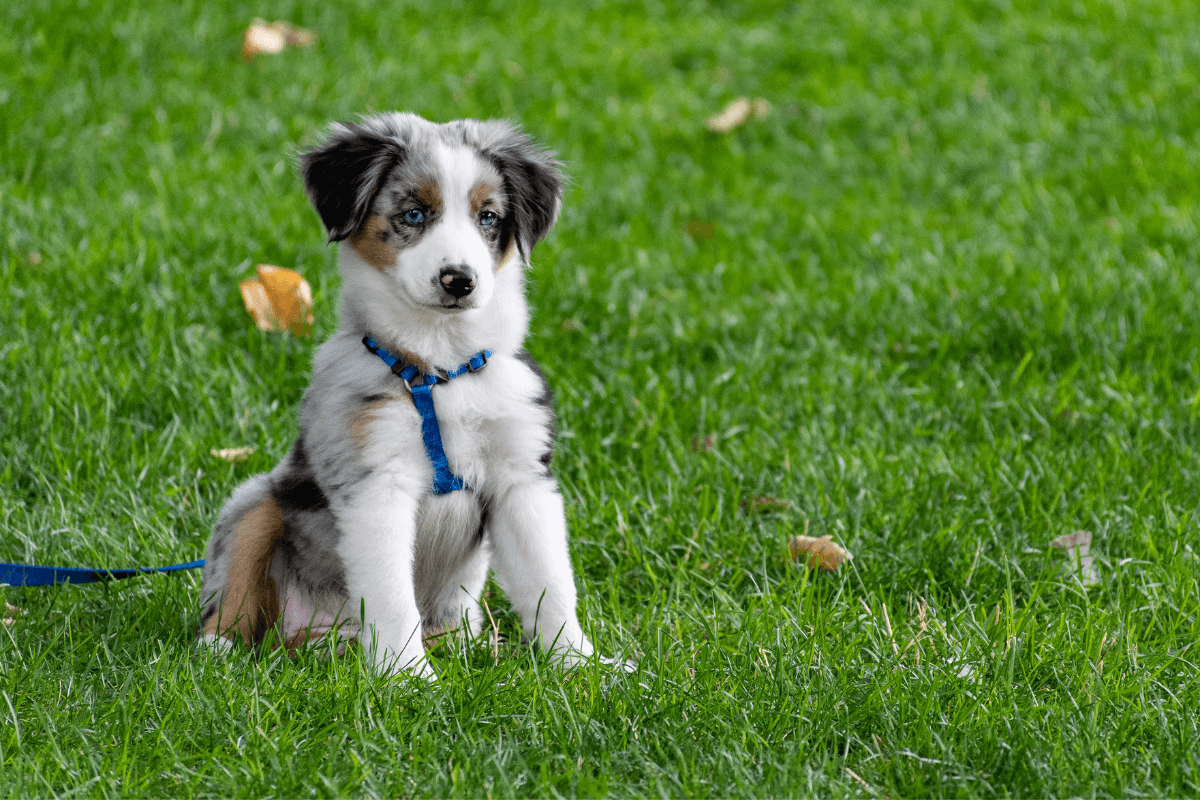 Tierhalterhaftpflichtversicherung Hunde