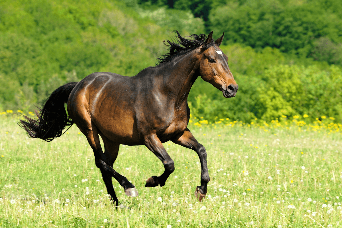 Pferdehaftpflichtversicherung 